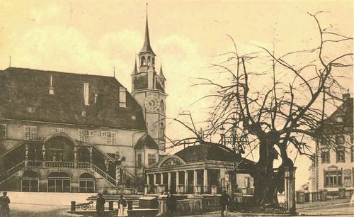 Hôtel de ville et tilleul